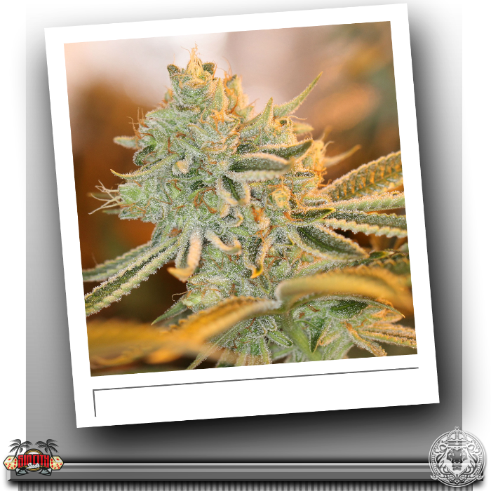 Download Sin City Raskal Berries Picture Frame Full Size PNG Image