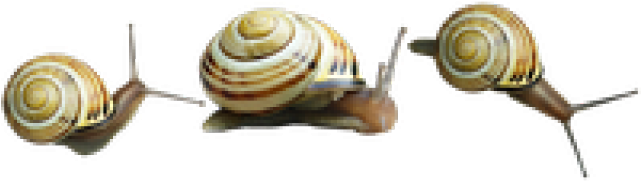 Snail Png Transparent Images - Orthogastropoda (640x480), Png Download