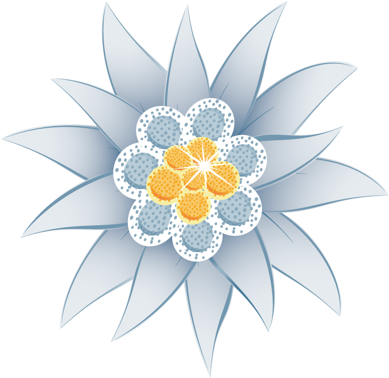 Edelweiss (800x800), Png Download