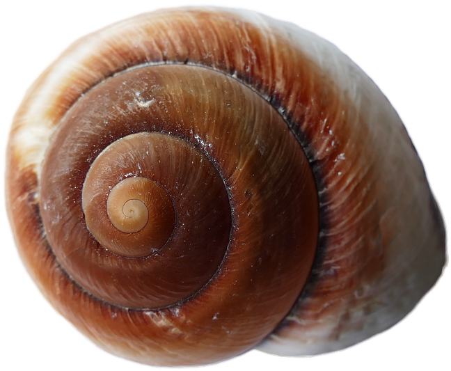 960 X 640 2 - Snail Shell Transparent Background (960x640), Png Download