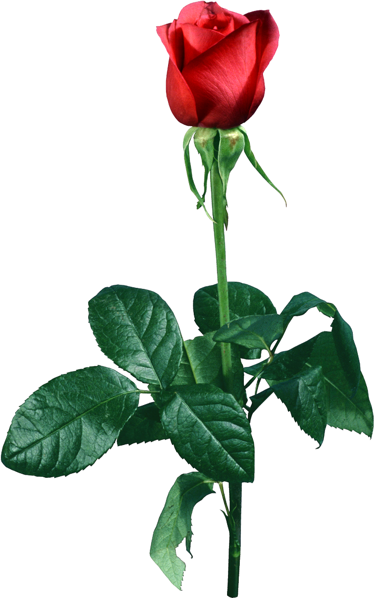 755 X 1198 14 - Png Sveti (755x1198), Png Download