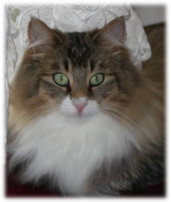 Sonata As An Adult, With Full Coat - Domestic Long-haired Cat (553x653), Png Download