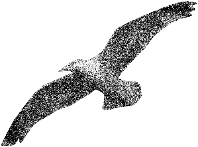 Seagully - Golden Eagle (991x700), Png Download