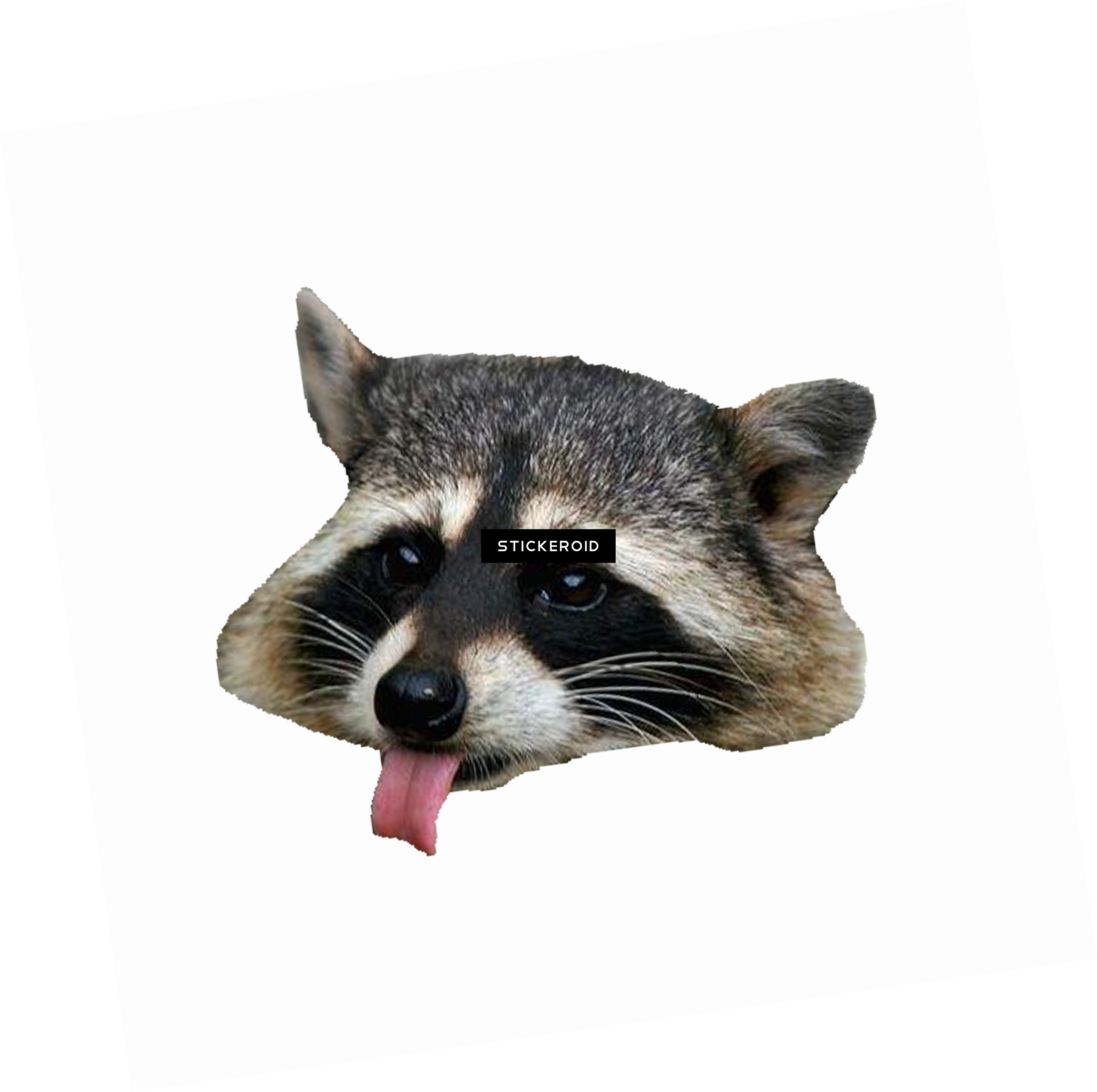 Raccoon Head Png - Racoon Png (2933x2918), Png Download