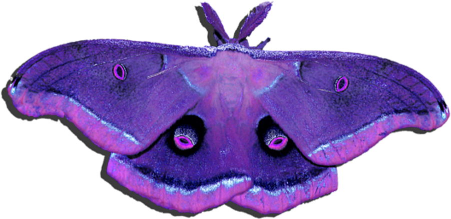 Transparent Moth Transparent Background - Red Polyphemus Moth (1024x819), Png Download