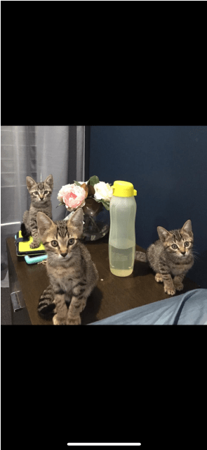 Male Domestic Short Hair Cat In Qld - Cat (638x638), Png Download