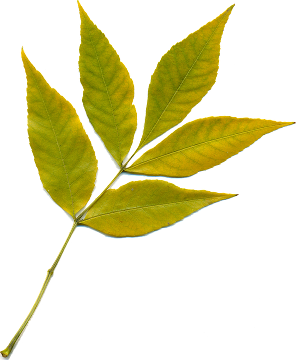 Feuille, Feuille Du0027automne, Feuilles Jaunes, Nature (593x720), Png Download