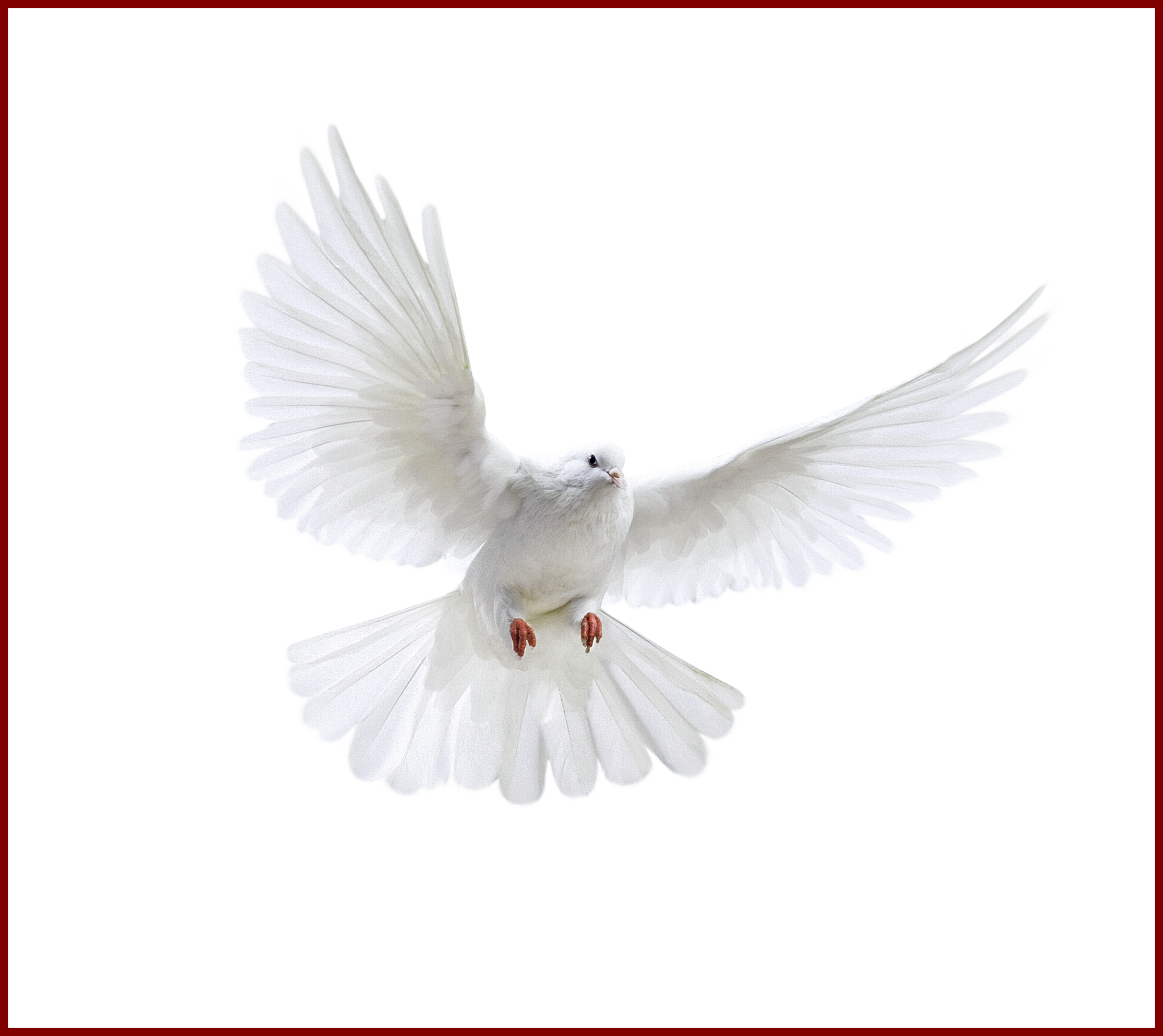 Best Holy Spirit Dove Clip Art Of Flying In Front You - Uçan Beyaz Güvercin Png (2230x1986), Png Download