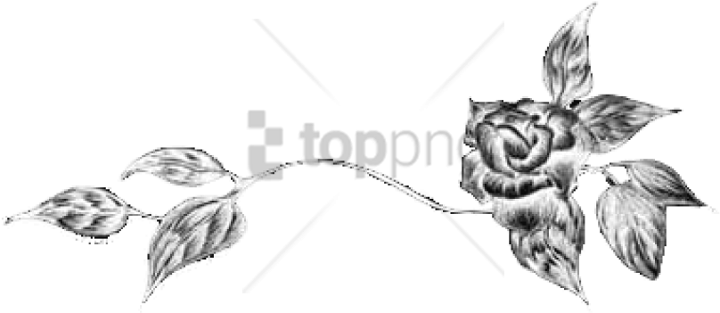 Free Png Black Flower Divider Png Image With Transparent - Sketch (850x394), Png Download