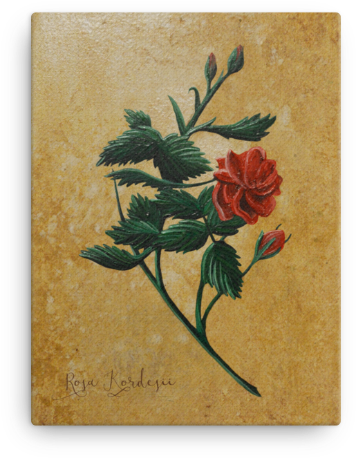 Japanese Camellia (1000x1000), Png Download