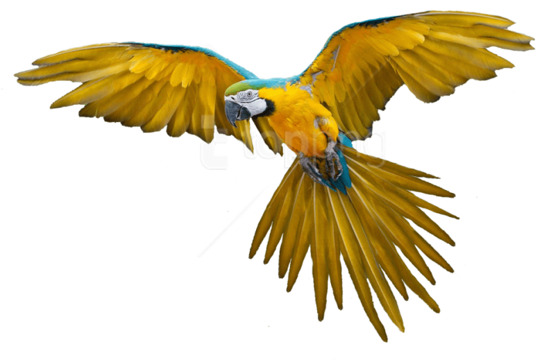 Free Png Download Birds Png Images Background Png Images - Bird Flying Gif Png (850x680), Png Download
