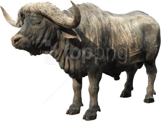 Free Png Download African Buffalo Png Images Background - African Buffalo Png (850x460), Png Download
