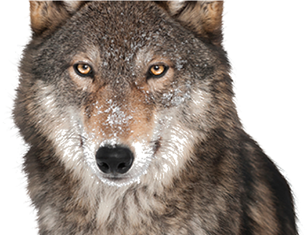 Gray Wolf Clipart Transparent Background - Album Los Temerarios (640x480), Png Download