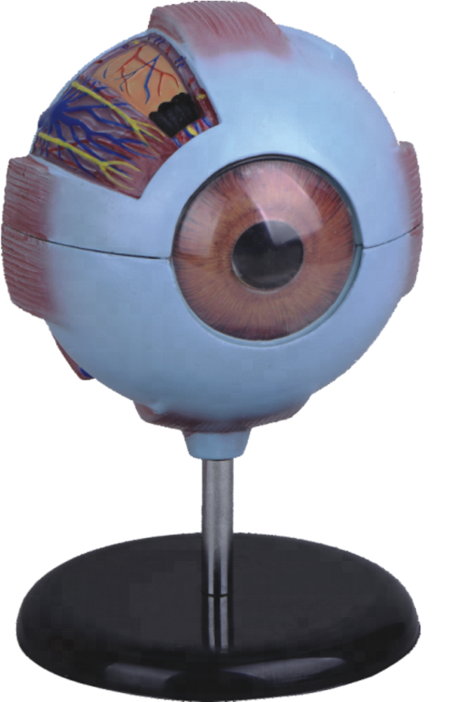 6 Times Enlarged ,plastic Human Eye Anatomy Model - Figurine (1000x1001), Png Download