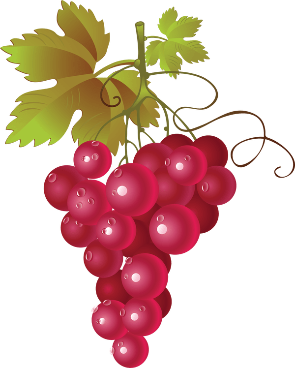 Hop Grape Vines - Red Grapes Clipart Png (600x748), Png Download