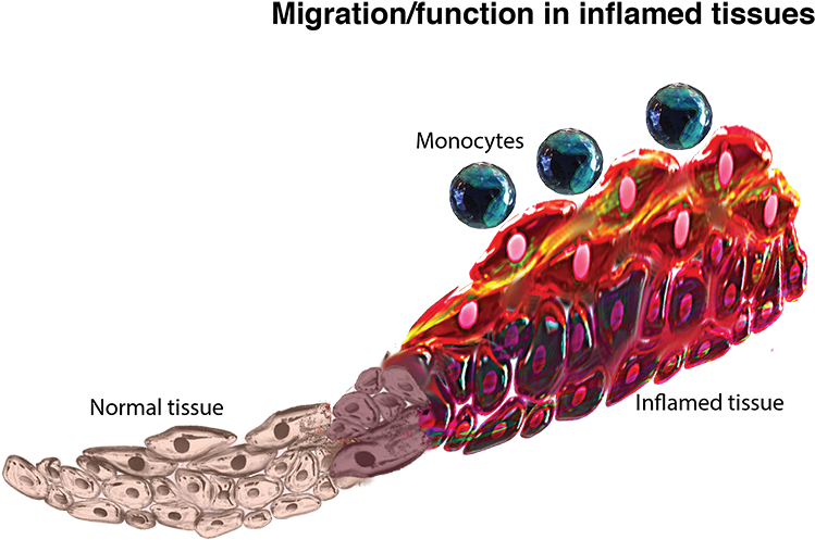 Body Jewelry (850x580), Png Download