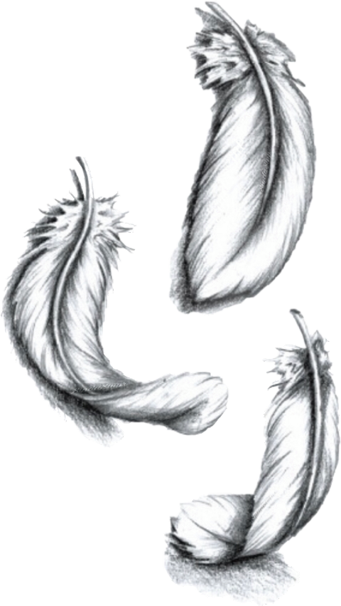 Desenho De Pena Para Tatuagem (480x851), Png Download