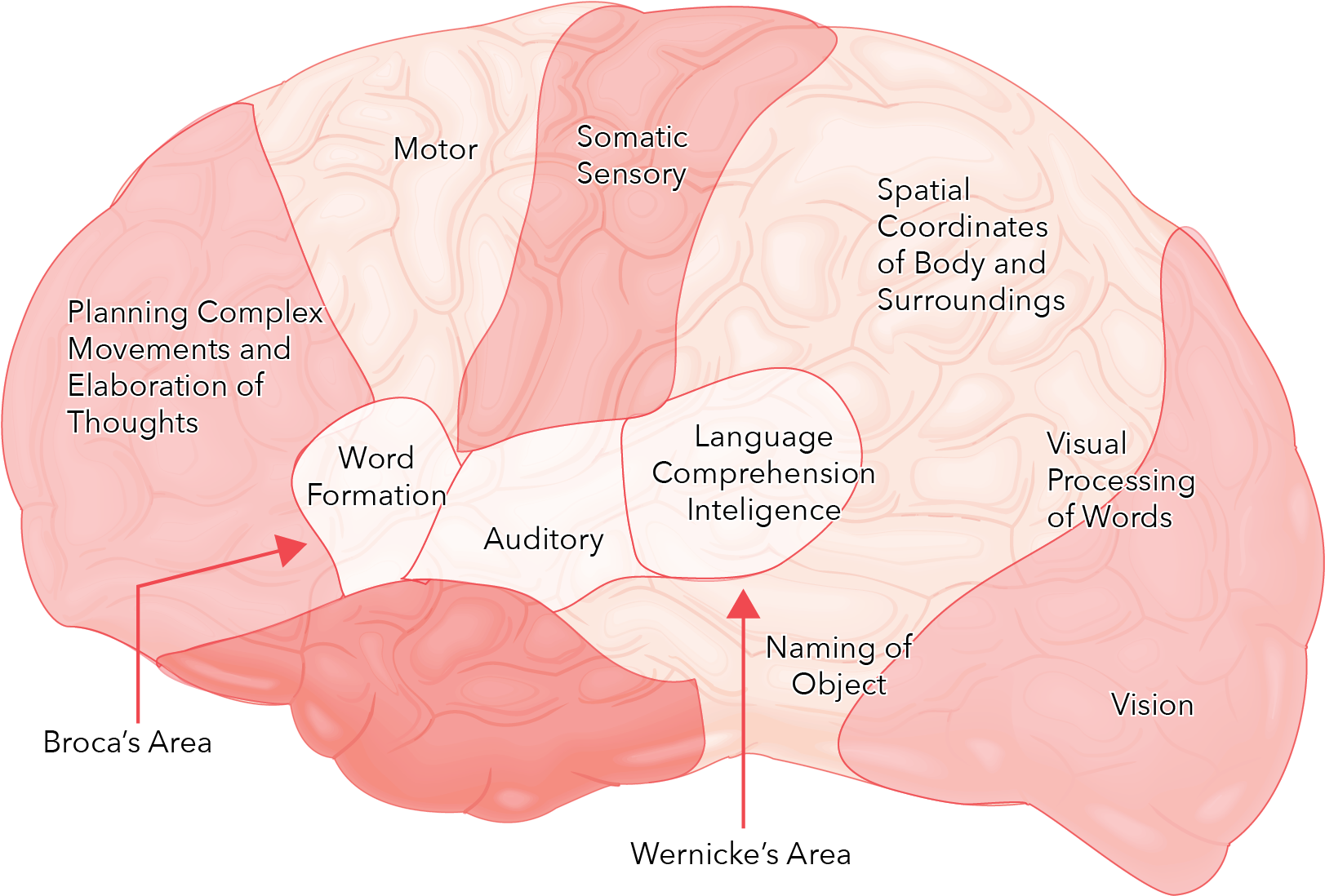 Functions Of The Brain Are Localized To Specific Areas - Diagram (1668x1189), Png Download