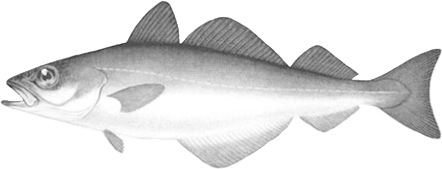 Fish Eat Fish - Coho (1000x714), Png Download