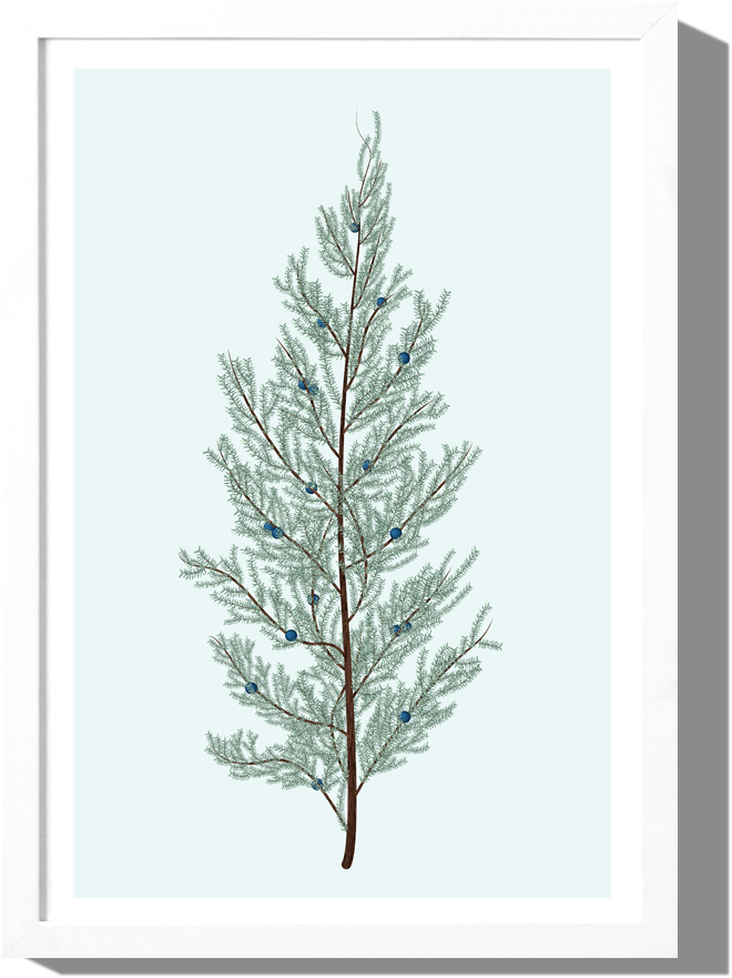 Juniper Art Print Roo Kee Roo - Christmas Tree (1000x1000), Png Download