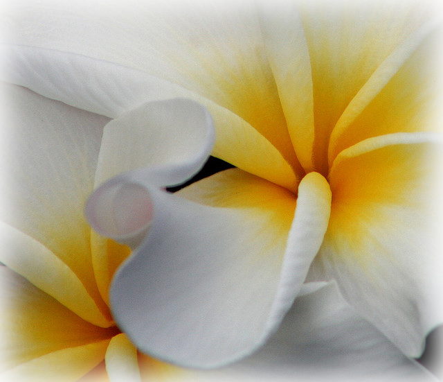 Pause - Giant White Arum Lily (640x551), Png Download