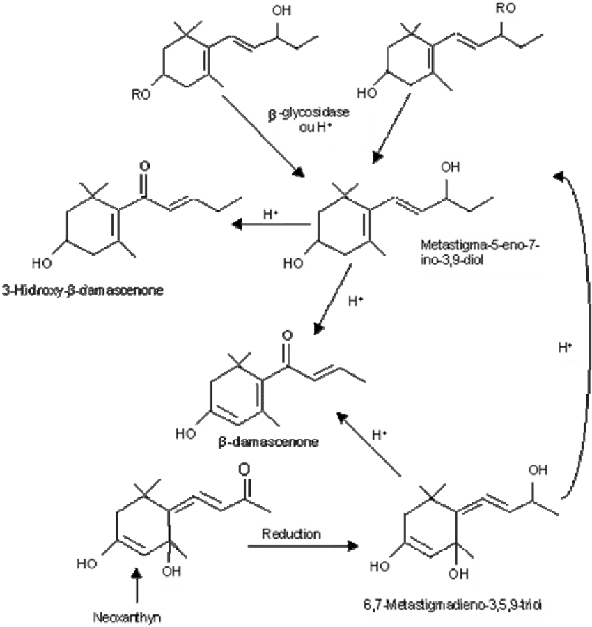 15 Pathways Of Β Damascenone In Grapes And Wine - Diagram (850x900), Png Download