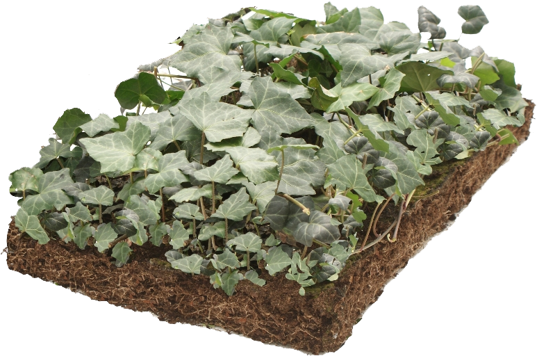 Covergreen Hedera - Common Ivy (800x570), Png Download