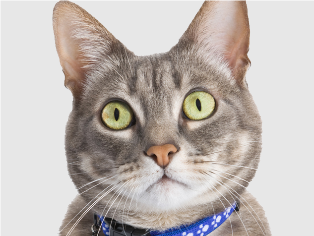 A Holiday Home For Cats - Tabby Cat (1890x1417), Png Download