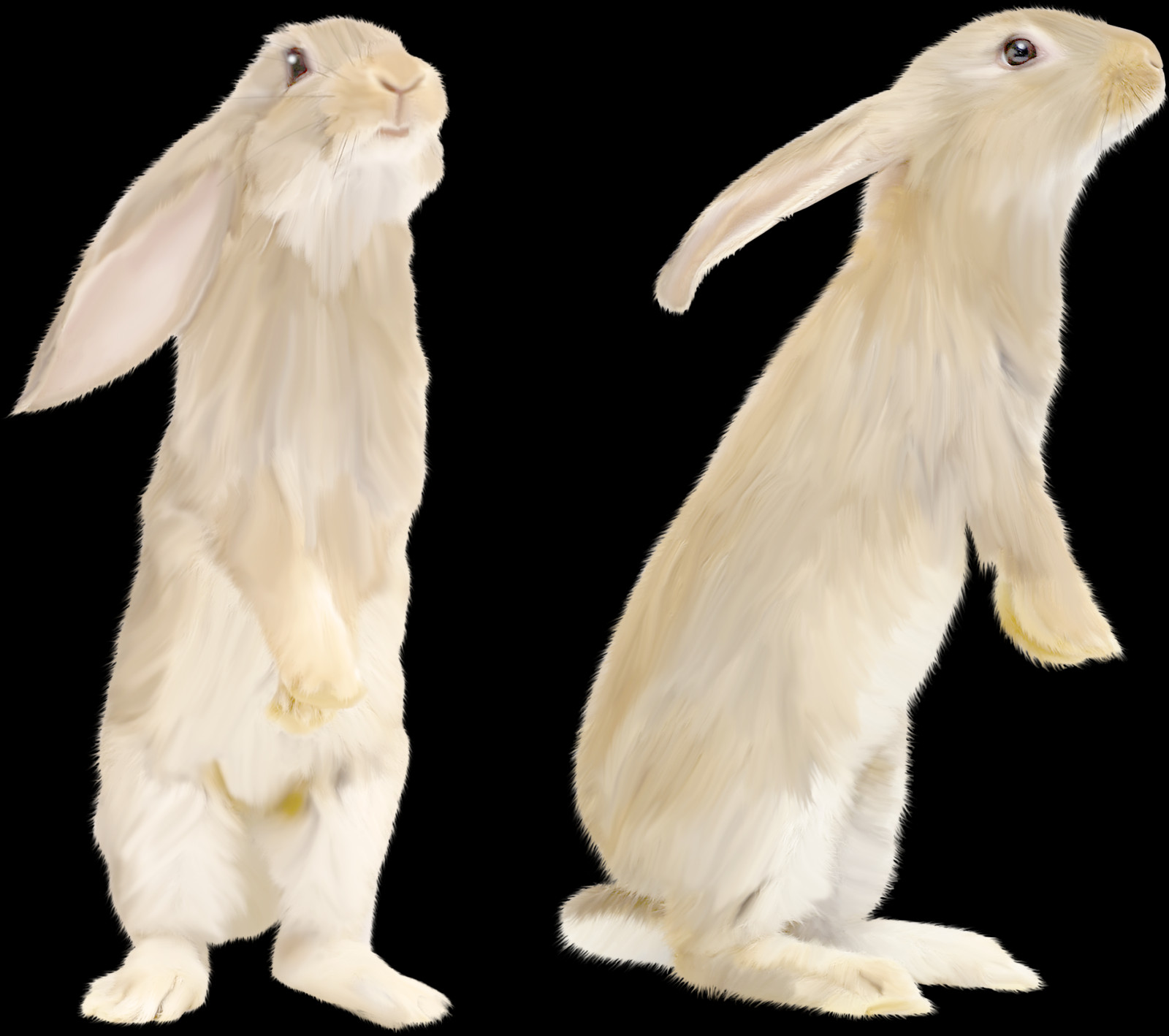 Domestic Rabbit (1600x1418), Png Download