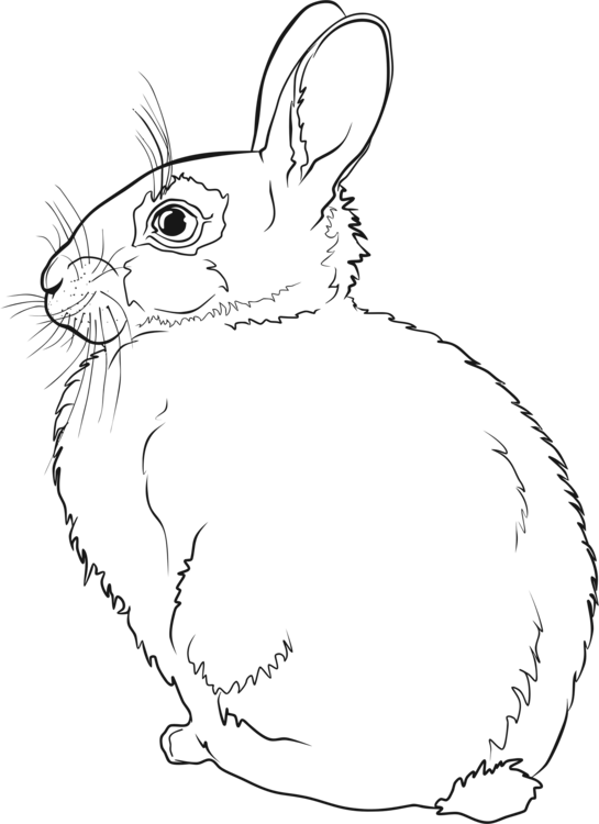 Hare Easter Bunny Rabbit Line Art Drawing - Rabbit Line Art (545x750), Png Download