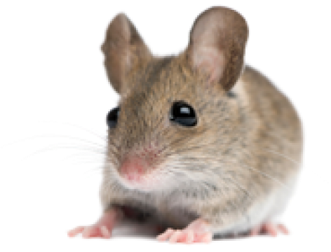 Rat Mouse Png Free Download - Mouse Stock (600x570), Png Download
