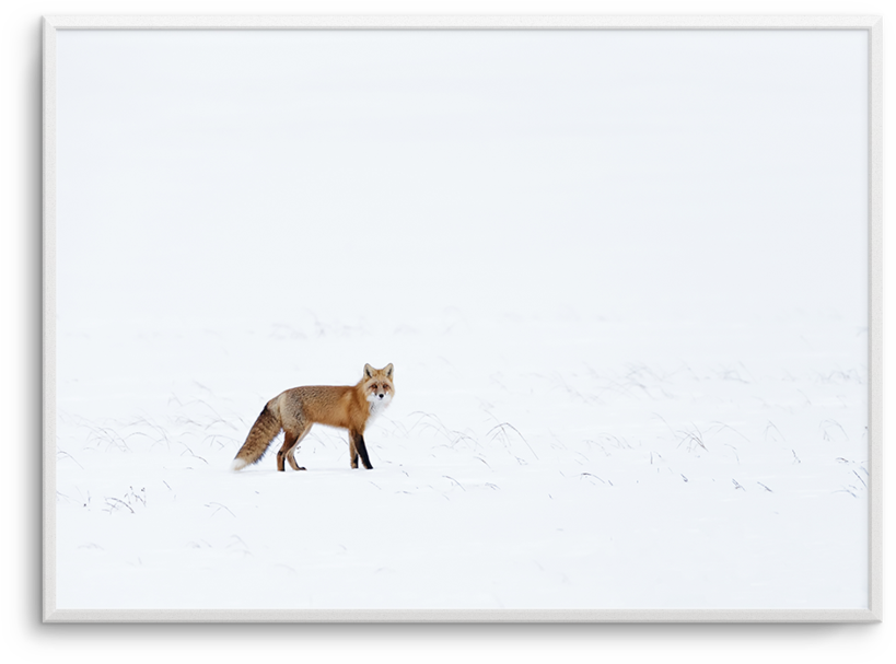 Arctic Fox - Red Fox (830x1024), Png Download