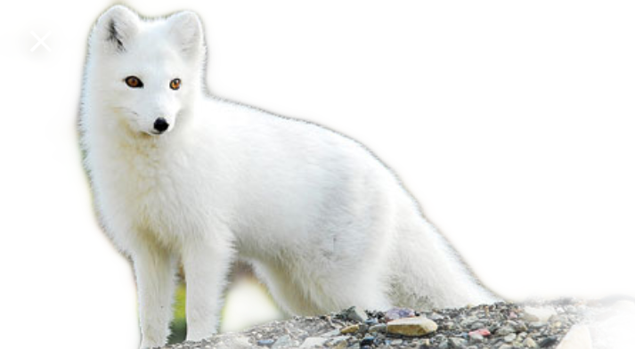 Arctic Fox (713x392), Png Download