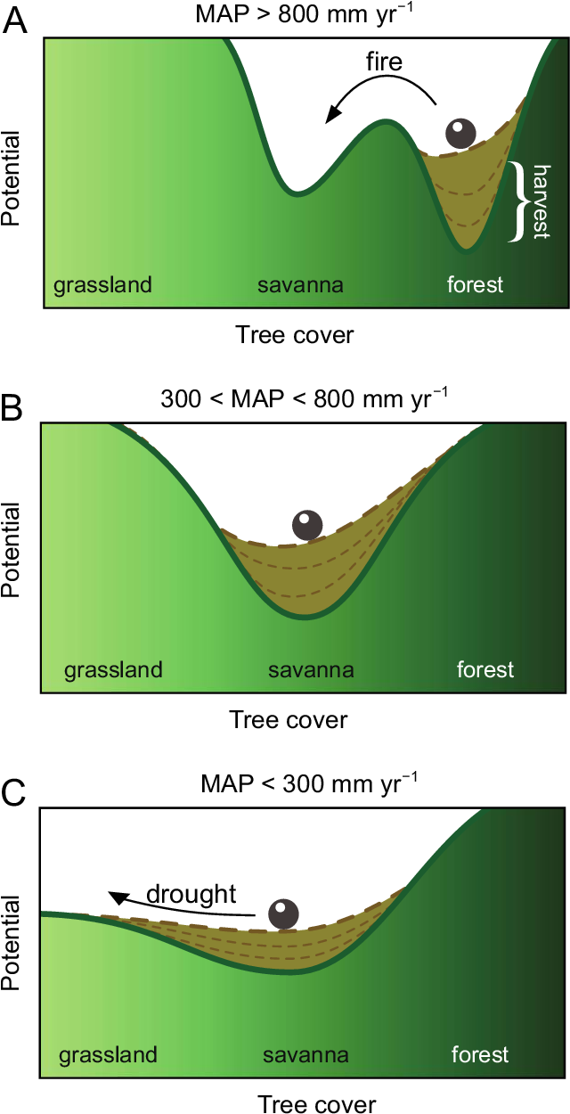 Conceptual Representation Of How Tree Harvest Erodes - Grass (663x1259), Png Download