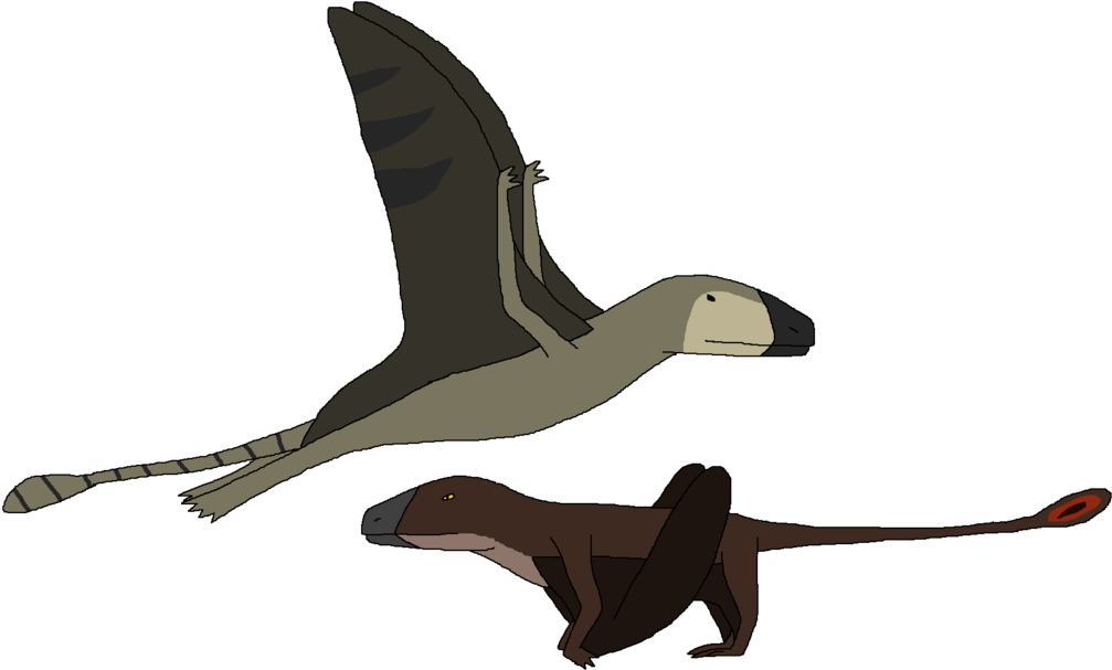 1024 X 617 6 - Duck (1024x617), Png Download