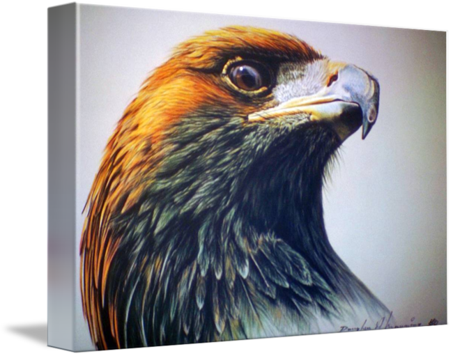 Golden Eagle Pictures - Red-tailed Hawk (650x511), Png Download