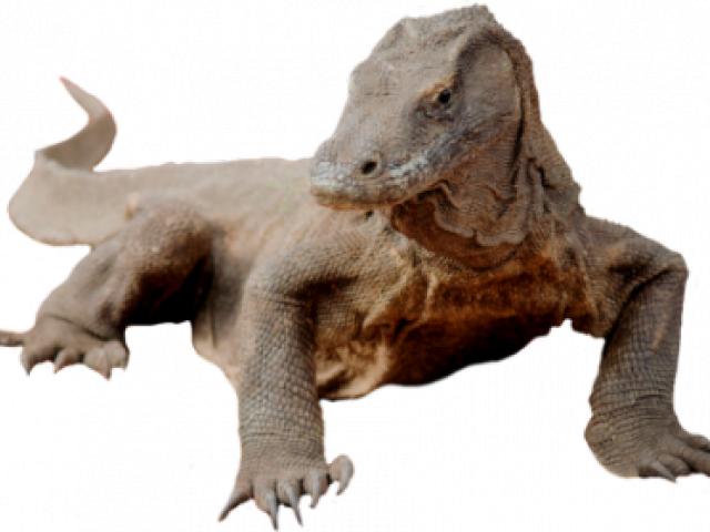 Komodo Dragon Clipart Transparent - Komodo Dragon White Background (640x480), Png Download