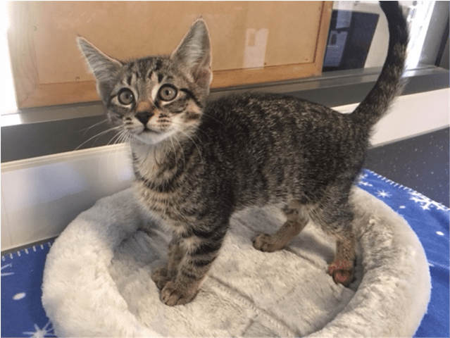 Photo Of Scary Spice - Domestic Short-haired Cat (638x638), Png Download