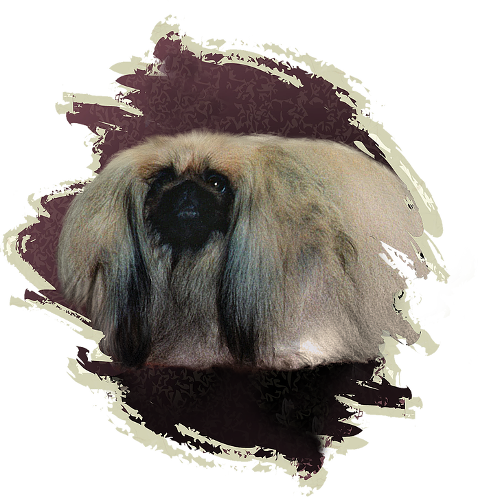 One Of The High Points Of The Kennel Was In February - Langur (696x723), Png Download