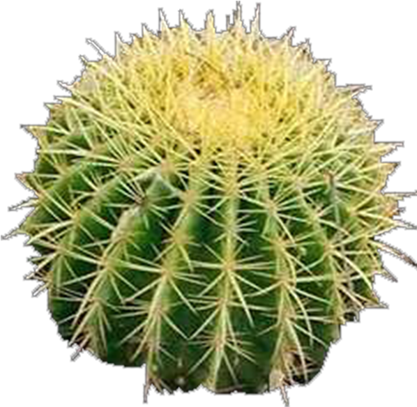 Product Item - Hedgehog Cactus (600x600), Png Download