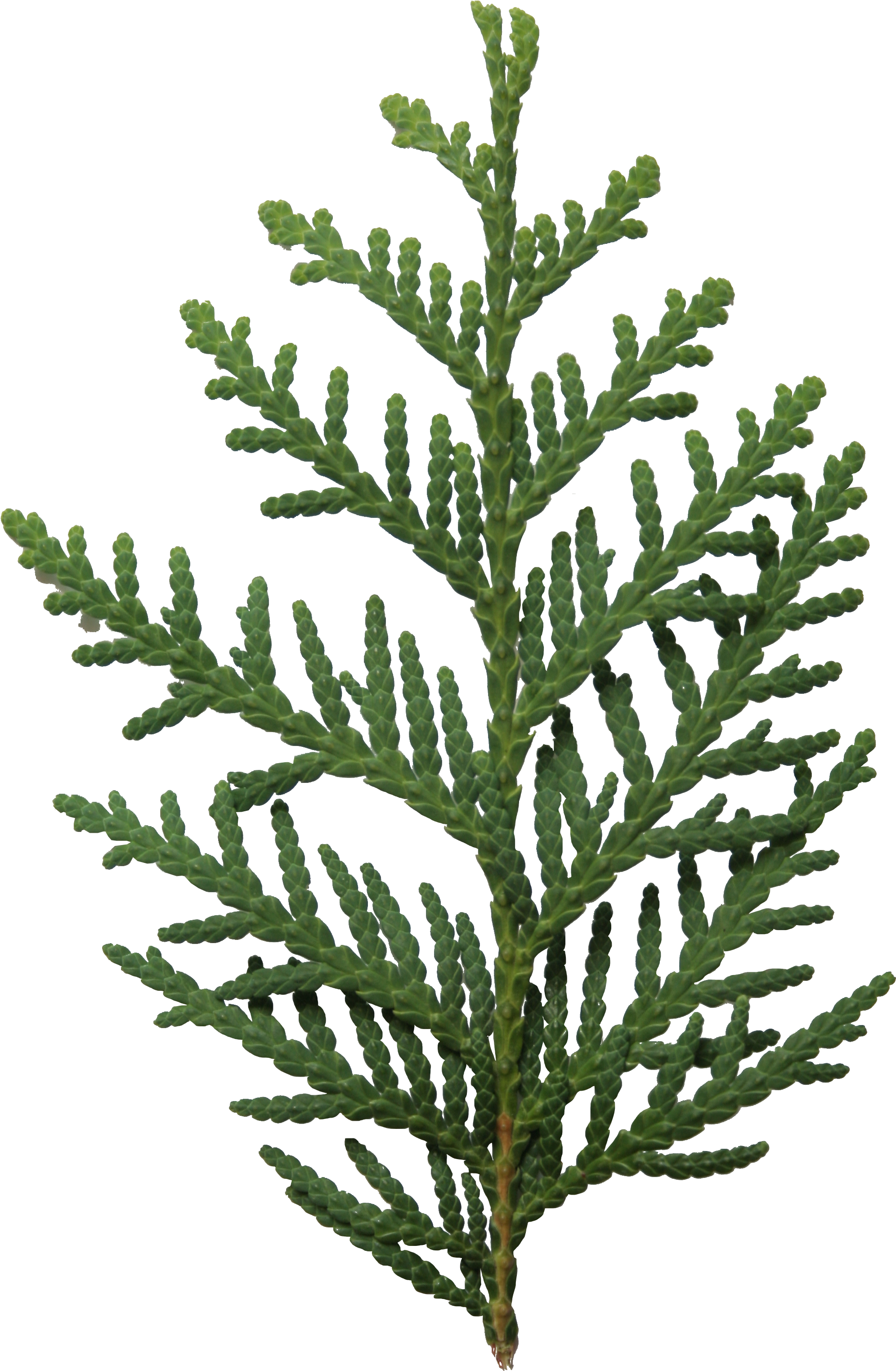 2d Leaves (2304x3456), Png Download