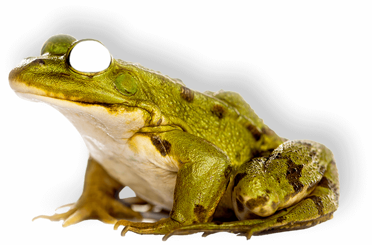 Frog - Characteristics Of Amphibians Animals (732x482), Png Download
