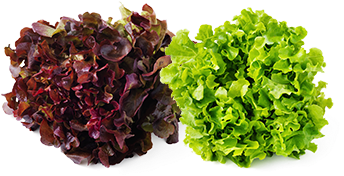 Subtly Sweet Red & Green Oakleaf Lettuce - Red Oak Green Oak (585x390), Png Download