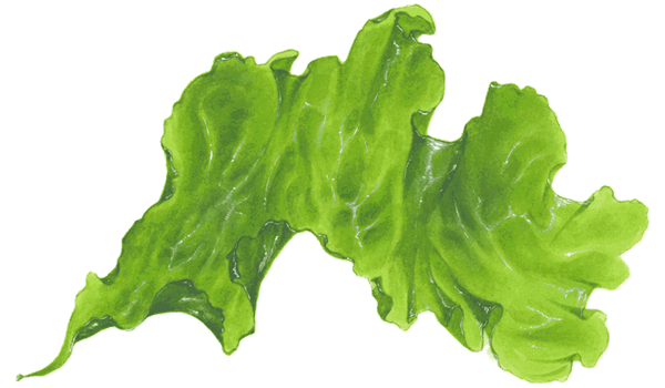 Sea-lettuce - Seaweed Transparent (600x350), Png Download