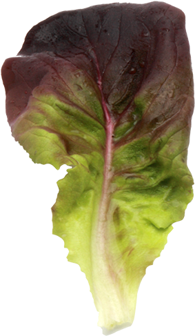 Salanova® Butterhead Red - Cruciferous Vegetables (1200x900), Png Download