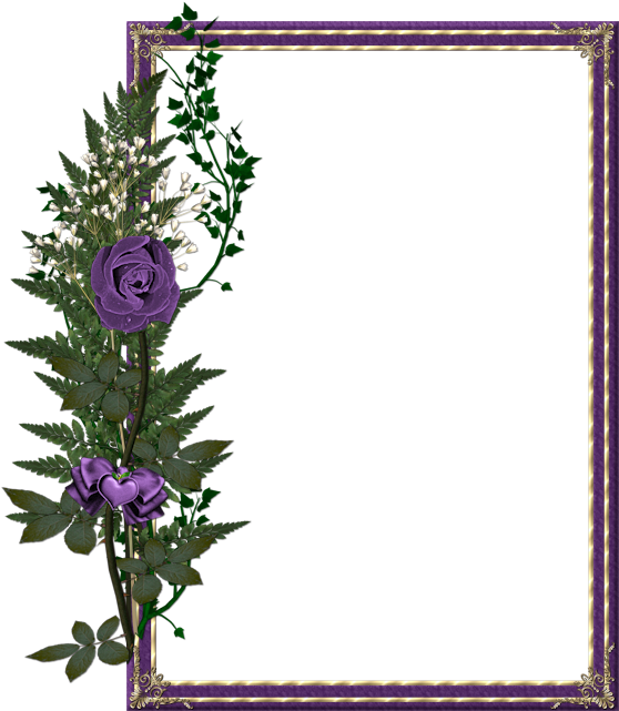 Purple Rose Clipart Frame - Pink Backgrounds For Photoshop (572x650), Png Download