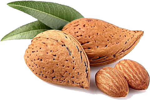 Almond Png - Almond In Png (550x359), Png Download