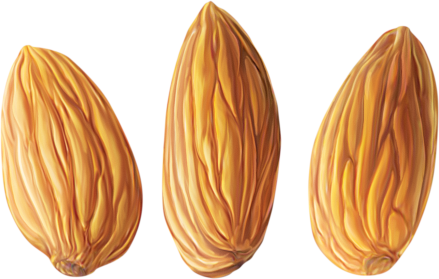 Almond Png - Almond Clipart (1557x988), Png Download