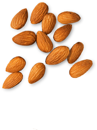 Almond - Almond Top Png (580x540), Png Download