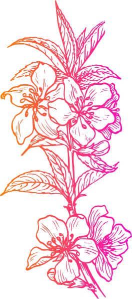 Almond Clipart File - Plant Clip Art (264x596), Png Download